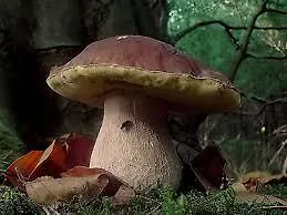 Valbella Gallio